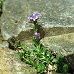 Veronica nummularia 形態
