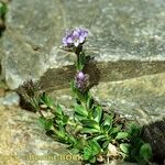 Veronica nummularia Plante entière