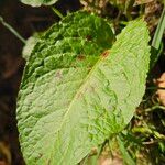 Rumex × acutus Hoja