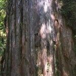 Fitzroya cupressoides Kabuk