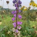 Lupinus polyphyllusFlower