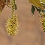 Combretum molle Flower