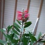 Callistemon citrinus Flor