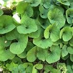 Asarum canadense Liść