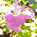 Phlox amplifolia Flower