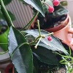 Ardisia crenata Blatt