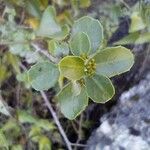 Rhamnus alaternusЛист