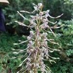 Himantoglossum hircinum फूल