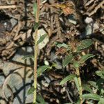 Fumana arabica Habit