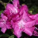 Rhododendron ferrugineum 花