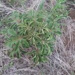 Adenia volkensii عادت داشتن