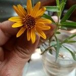 Arnica chamissonis Λουλούδι