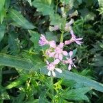 Cuphea racemosa Flower