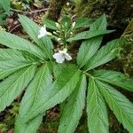 Cardamine heptaphyllaFlower