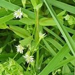 Stellaria alsine Kvet