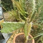 Opuntia triacanthos Folha