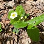 Fragaria virginianaKukka