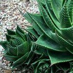 Aristaloe aristata cv. 'Cosmo' Habit