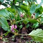 Bergenia crassifolia Leaf