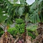 Musa × paradisiaca Fruit