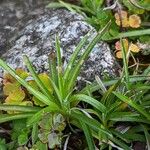 Leontopodium kurilense Leaf