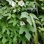 Ipomoea setosa Лист