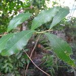 Elaeocarpus obovatus