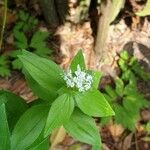 Asperula taurinaКветка