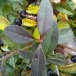 Ligustrum vulgare Blad