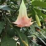 Brugmansia versicolor Flor