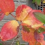 Vaccinium corymbosum Leaf