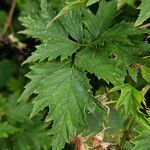 Rubus nemoralis Leaf