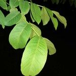 Juglans regia Leaf