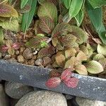 Fittonia albivenis Blatt