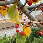 Crataegus phaenopyrum ফল