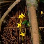 Voyria aphylla 花