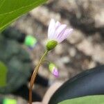 Claytonia caroliniana Blomst