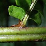 Didymochlaena truncatula Foglia