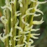 Sporobolus × townsendii