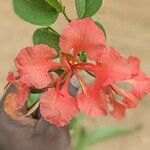 Bauhinia galpinii 花