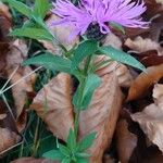 Centaurea nigrescens Habitus