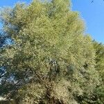 Salix alba Hoja