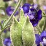 Delphinium staphisagria Frucht