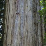 Fitzroya cupressoides Kabuk