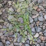 Cochlearia officinalis Mosusu