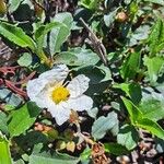 Cistus laurifoliusLeht