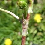 Trifolium hybridum Bark