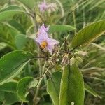 Solanum campylacanthum Yeri