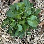 Valeriana locusta叶