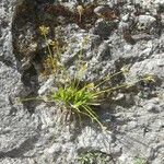 Carex ornithopoda Kvet